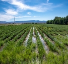 Soy field at Winddrift Farms